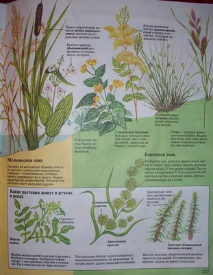 Ежеголовник: фото, описание и как выглядит растение