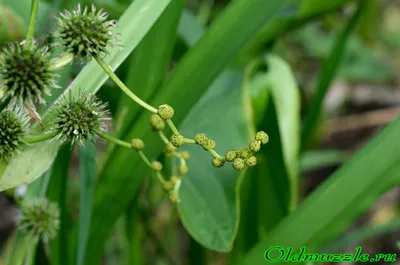 Pin by Виктор Пономаренко on 274_GRASS (ТРАВА) | Grass, Plants, Garden