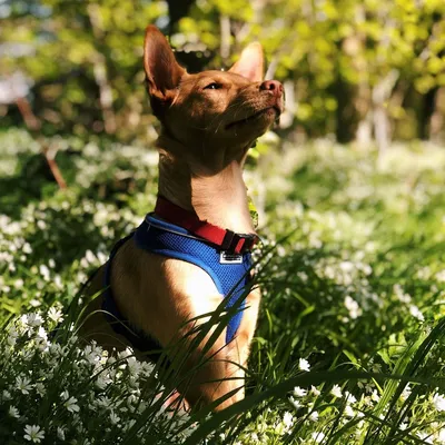 Extra Special Pharaoh Hounds - фантастическая новость! Щенки породы Фараонова  собака - в Киеве. Доступны к продаже в Украине! | Facebook
