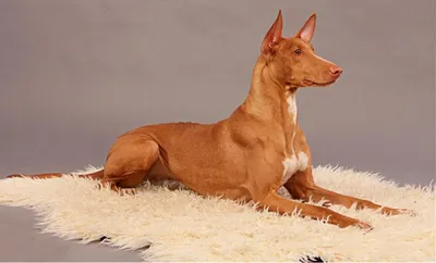 Фараонова собака (Pharaoh Hound) - небольшая, активная и умная порода собак.  Описание, фото и отзывы о породе.