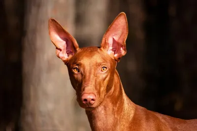 ФАРАОНОВА СОБАКА. Pharaoh Hound. Продаются щенки | ВКонтакте