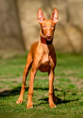 Фараонова собака (Pharaoh Hound) - небольшая, активная и умная порода собак.  Описание, фото и отзывы о породе.