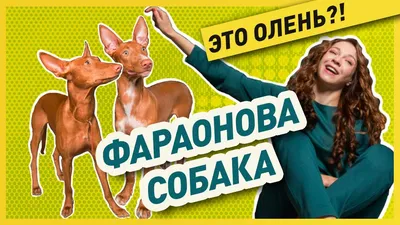 Фараонова собака: история, стандарты, характер, содержание | ЗооПассаж |  Дзен