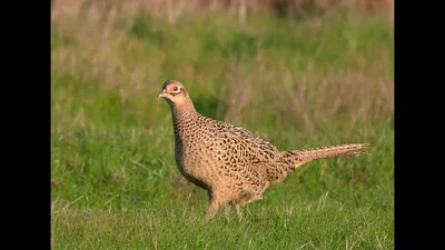 Обыкновенный фазан (Phasianus colchicus) - Paksi Tanösvények