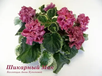 Фиалка Шикарный Мак