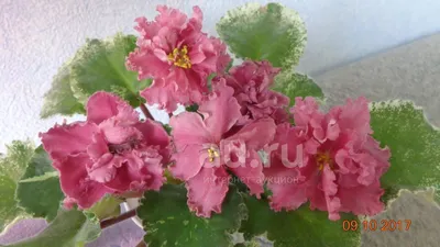 Фиалка Шикарный Мак (Морев) - лист. — купить в Красноярске. Горшечные  растения и комнатные цветы на интернет-аукционе Au.ru