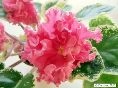 Chic Poppy (seedling K.Moreva) | Сенполия, Африканская фиалка, Цветок