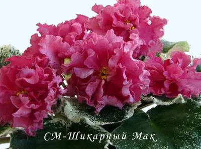 Фиалка СМ-Шикарный Мак купить в интернет-магазине