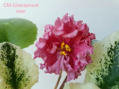 Фиалка СМ-Шикарный Мак