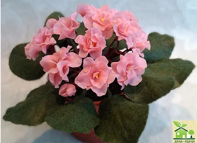 Фиалка Шикарный мак | Plants, Garden