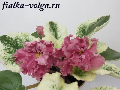 Фиалка Шикарный Мак (сеянец Морева): описание, фото, особенности выращивания