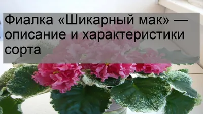 Шикарный Мак (Морев). Фиалки. Комнатные цветущие растения. Разведение и  уход - YouTube