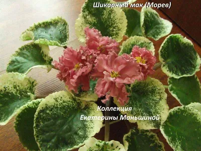 Фиалки КМВ - Главная страница