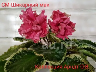 Шикарный Мак (сеянец) - Страница 2 - Форум