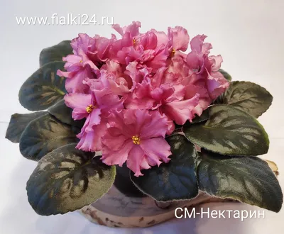 Шикарный мак фиалка - фото и картинки: 71 штук