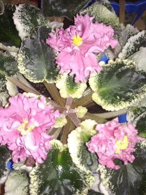 3 пестролистные фиалки РС-Золотая Рыбка, Шикарный Мак, Buckeye Blushing —  купить в Красноярске. Горшечные растения и комнатные цветы на  интернет-аукционе Au.ru
