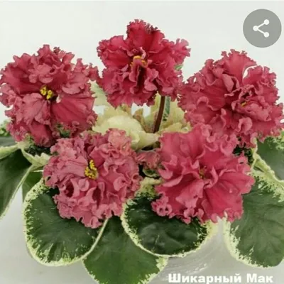 УКРАШЕНИЯ ФИАЛКИ on Instagram: \"Сорт Морев-Шикарный Мак. Он шикарный  действительно. Цветы до 8 см, размер и наличие рюш, просто завораживает.  Фото сделаны при разных освещениях. На самом деле цвет цветочков,  кораллово-розовый.\"