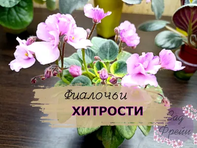 Фиалка: уход за комнатным цветком