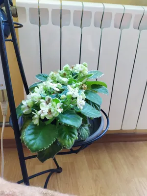 Пересадка фиалок: как рассадить фиалку - Agro-Market