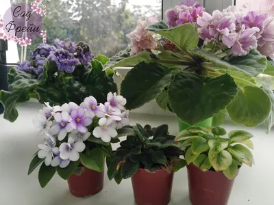 Фиалка Микс купить в Москве с доставкой в интернет магазине Pilea