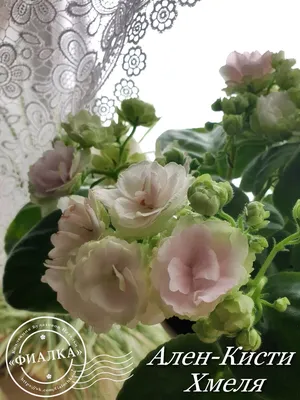 Купить фиалки. Сенполии, узамбарские фиалки в Киеве. Разные цвета