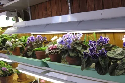 Фиалки: описание, уход, лечение | Fifty Flowers | Дзен