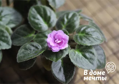 Фиалка Лотус Пинк купить в Москве с доставкой в интернет магазине Pilea