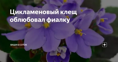 Цикламеновый клещ облюбовал фиалку | \"Ваши 6 соток\" с Андреем Тумановым |  Дзен