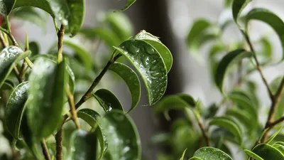 Ficus RELIGIOSA (Фикус): купить 5 семян c доставкой почтой 🌸 Адениум дома