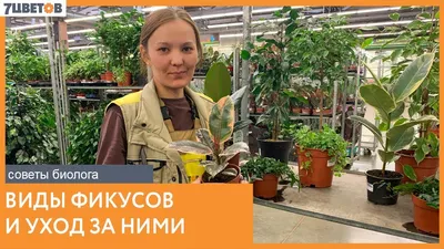 Фикус Амстел Кинг на штамбе – Купить Фикус Амстел Кинг на штамбе в Киеве с  доставкой