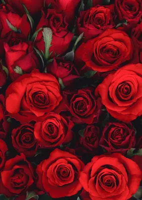 Много роз на одной картинке | Red roses, Beautiful flowers images, Flower  background wallpaper