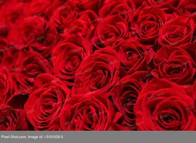 несколько десятков красных роз находятся на расстоянии нескольких футов  друг от друга, цветок, счастливый, много фон картинки и Фото для бесплатной  загрузки