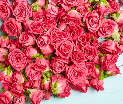 ᐉ Фотообои 3D цветы 368x254 см Consalnet Много роз (1629P8)