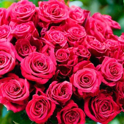 Хотите много роз в саду? 📣В Гарденмарт каждая третья роза в ПОДАРОК 🎁 ⠀  Более 200 уникальных сортов!!! ⠀ Выбирайте на сайте… | Instagram