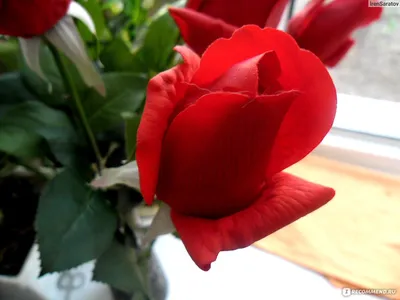 Цветы Краснодар доставка розы⚘ в Instagram: «Много роз не бывает🙈 И такие  букеты подтверждения этому! На фото 201 роза, высотой 50-60см Стоим… |  Букет, Цветы, Розы