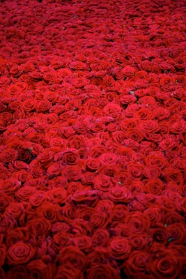 Как выбрать идеальный букет из роз: советы и рекомендации | Много Цветов |  Дзен