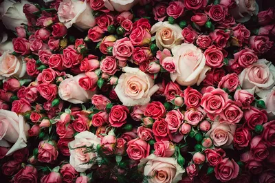 Купить розы разных цветов от 740 руб за букет из 9 штук с доставкой по  Москве
