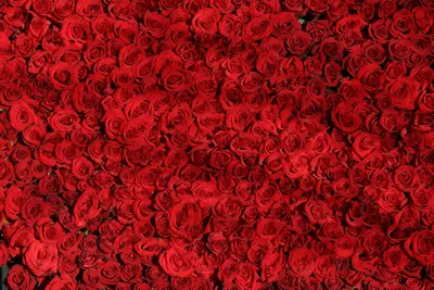 Много Роз Розы Букет - Бесплатное фото на Pixabay - Pixabay