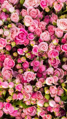 Купить Много роз для мамы в Краснодаре