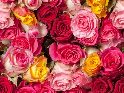 Фотообои \"Много роз, бутоны\"|Цена| Фото| Катаог| На заказ| Купить -  3d-linker.ru