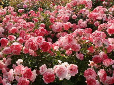 десятки разноцветных роз сидят на белом столе, цветок, удача, много фон  картинки и Фото для бесплатной загрузки