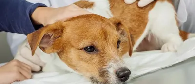 Воспаление параанальной железы у собаки — симптомы и лечение