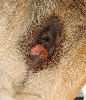 Геморрой у собаки: симптомы и методы лечения