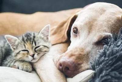 Ветеринарный препарат Дивопрайд Суппозитории ректальные - «Эффективный  препарат как для собак так и для котов.» | отзывы