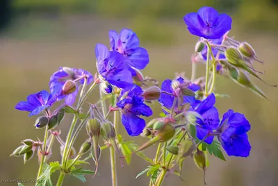 Герань лесная (Geranium sylvaticum L.). | ВКонтакте