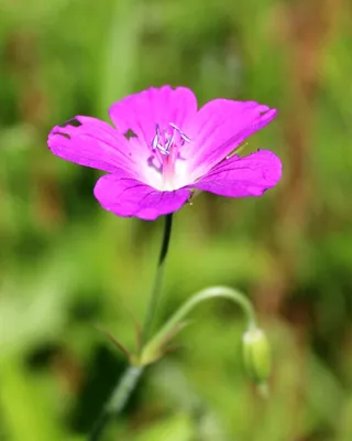 Герань лесная (Geranium sylvaticum L.)