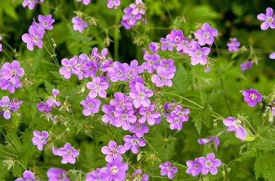 Герань лесная (Geranium sylvaticum L.)