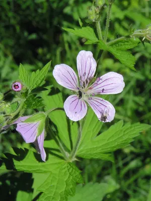 Герань лесная (Geranium sylvaticum) - PictureThis