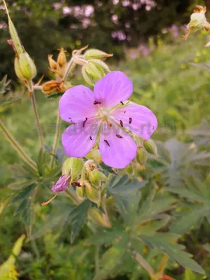 MacroID.RU - Geranium sylvaticum Герань лесная