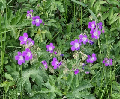 MW0155107, Geranium sylvaticum (Герань лесная), specimen